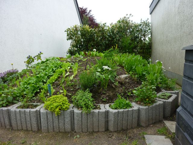 Landschildkrötenbabies